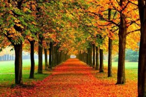 Ilha de Nami: O Cenário Romântico do Dorama Clássico